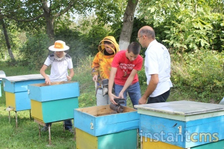 Огляд бджолиних сімей