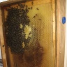Зимівля бджолиної сім*ї у спостережному вулику
