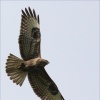Листи Про проведення обласного етапу  Всеукраїнської природоохоронної акції  „Птах  року”